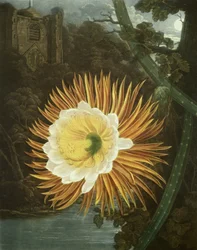 Le cierge nocturne ou cactus à floraison nocturne, gravé par Dunkarton, tiré de « The Temple of Flora » de Robert Thornton, publié en 1800